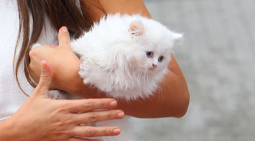  Mercy, Kanye West, Kim Kardashian,  Choupette
